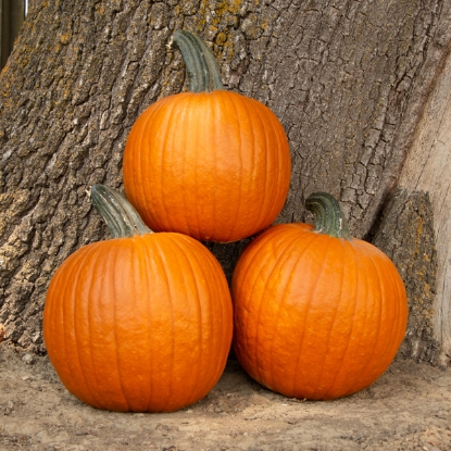 Picture of Pumpkin Hermes F1